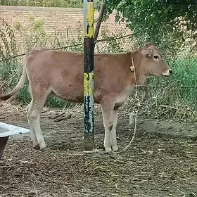 TOHUM ŞIWET TÜWE WE ÖKÜZLER