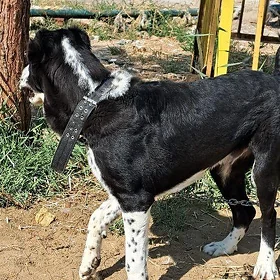 Алабай
