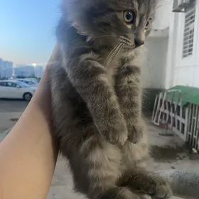 pisik котенок