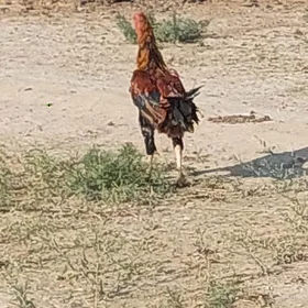horaz