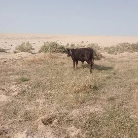 ökiz