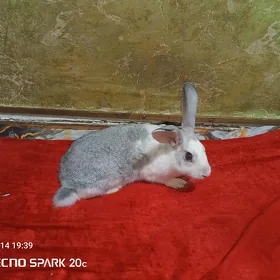 Towşan