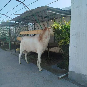 teke