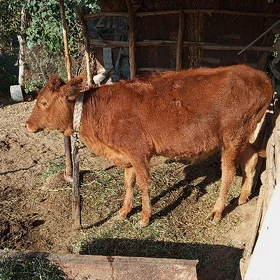 gole gulajyn