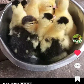 ÖRDEK JÜJE GAK WAK