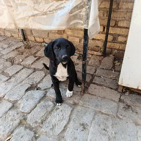 собачки