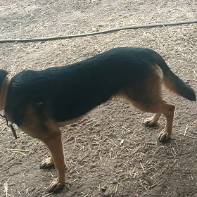 авчарка нимецкий