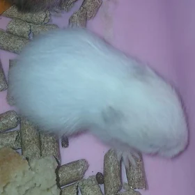 Hamsterler