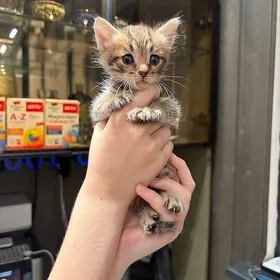 котята