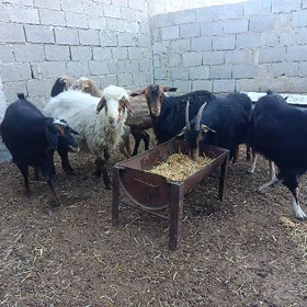 Geçi