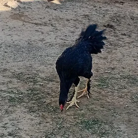 paroda