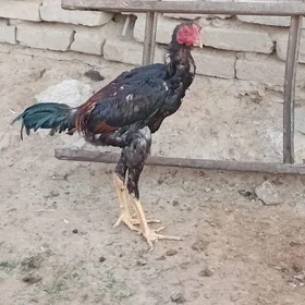 paroda horaz