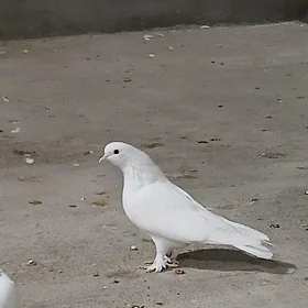 kepderi