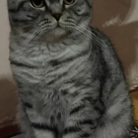 кот