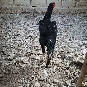 taşkent horaz