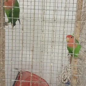 Popugay