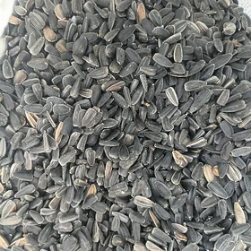 Günebakar çigidi