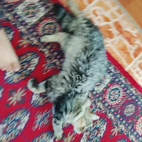 кот