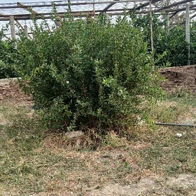 nar şitil
