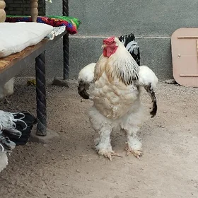 Brama horaz we towuklar