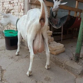 Zanen Geci