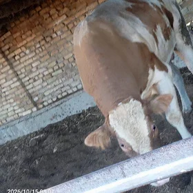 Öküz