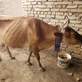 Sygyr göleli şwet