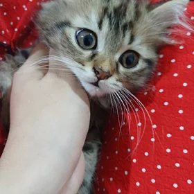 pisik кот котя котята pisik