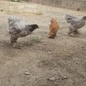 Brama küle sibet 4 ay bolup ba