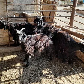 Çebiş