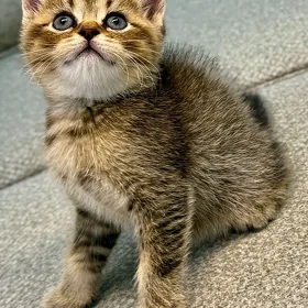 котята
