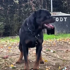Rotveyler