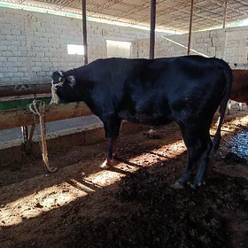 öküz 2 ýaşan