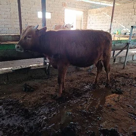 öküce