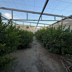 Limon “Meyeri”