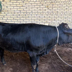 Окуз  Öküz