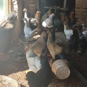 Satlyk horozlar