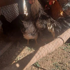 Horaz