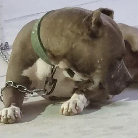 pitbul