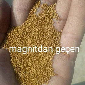 yorunja tohum ýorunja