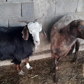 işşek goyun geci