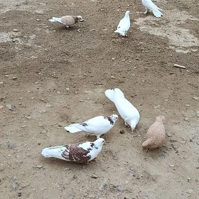 kepderi