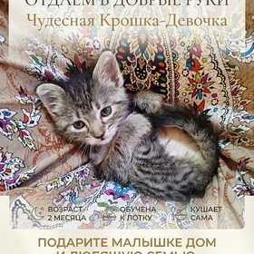котенок