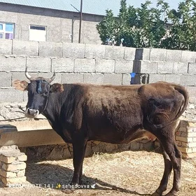 sygyr