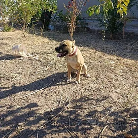 pitbul
