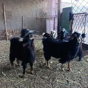 geci