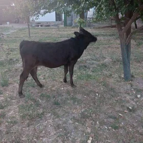 Tüwe 7 aýlyk göle