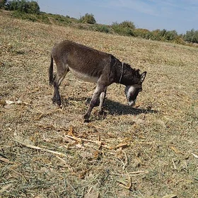 Eşek kurreli