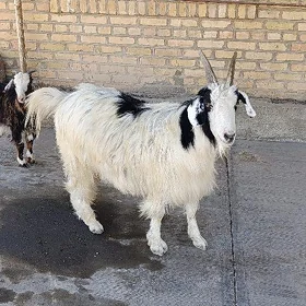 Geci