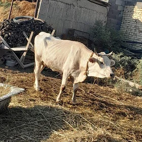 Goleli sygyr